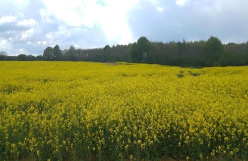 Saint-Pavace House | Charming Home in Saint-Pavace near Le Mans