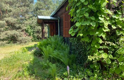 Szelkow House | Chata w Mchu i Paprociach