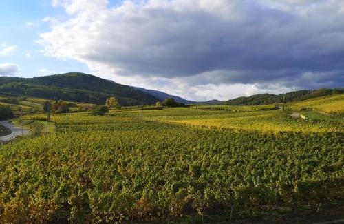 Bergheim Apartment | Cocon de caractère au cœur des vignes Alsaciennes