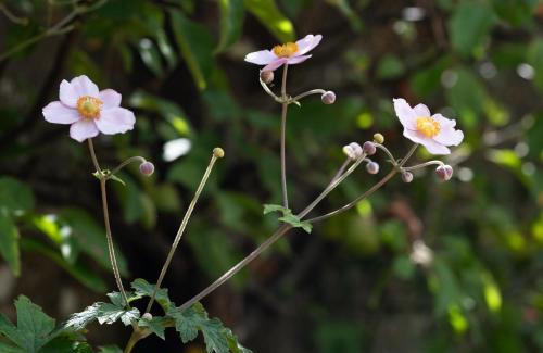 Titchfield House | Cosy Period Cottage in Titchfield Village