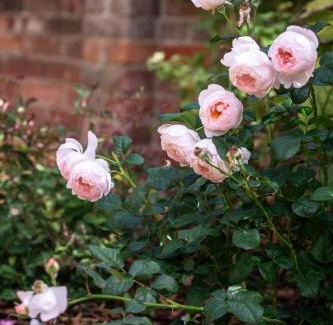 Titchfield House | Cosy Period Cottage in Titchfield Village