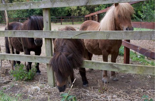 Thorpe Satchville Other | Cow & Plough Glamping Pods