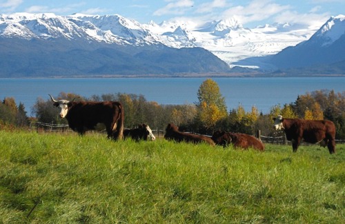 Kachemak Cabin | Cozy 4 person Cabin on historic Seaside Farm Songbird Sanctuary