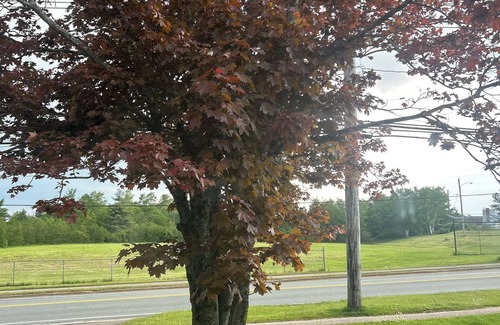 Sydney Apartment | Cozy basement suite in a great central location!