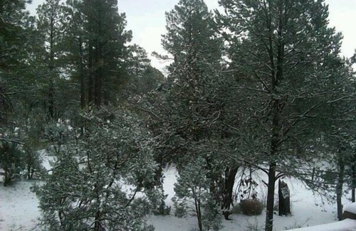 Overgaard Cabin | Cozy Cabin in the White Mountains of Arizona sits on one acre of land!
