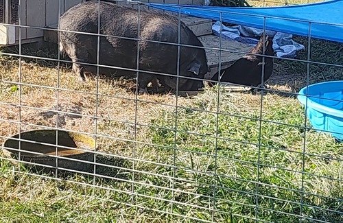 Alexandria House | Cozy RV in Enjoyable Alexandria with AC, WiFi, Mini Pig Rescue and Sanctuary.