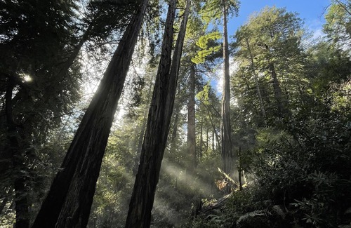 Inner Mission Condo | Cozy SF condo near Dolores Park