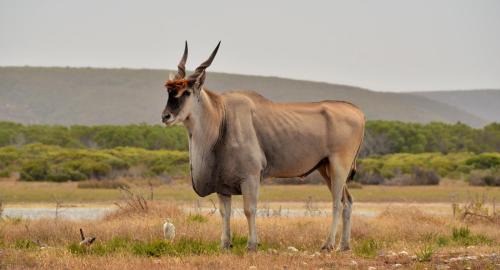 Overberg Resort | De Hoop Collection - Vlei Cottages