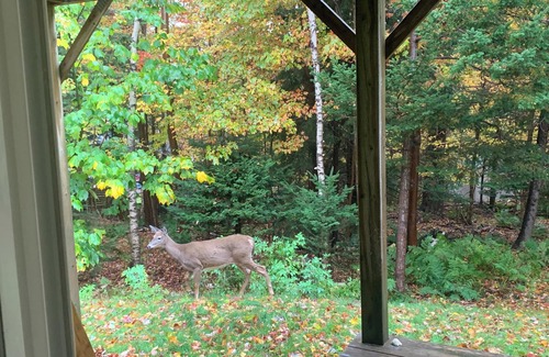 Quispamsis Apartment | Deer Paradise in Quispamsis New Brunswick w/artist studio