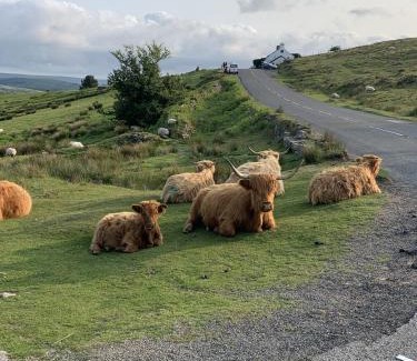 Dartmoor Forest Apartment | Delightful Dartmoor Apartment