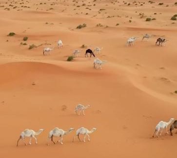 Bidiya Other | Desert Diamond Private Camp