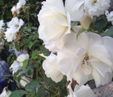 Jau-Dignac-et-Loirac House | Domaine des Prés de Joussac - Protocole sanitaire strict