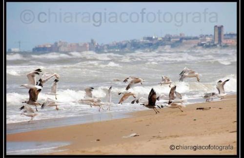 Termoli Apartment | Don Alfonso Apartaments
