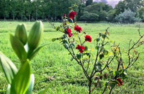 Partido de Carmen de Areco House | Don Luis Bueno