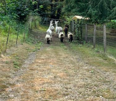 Duvall Other | Duvalla