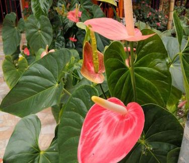 Ginebra Hotel | Ecohotel la Floresta