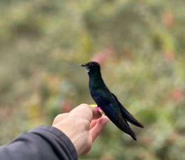 La Estrella Bed & Breakfast | El Refugio del Colibrí
