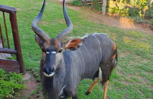 Bela-Bela Villa | Elements Private Golf Reserve Bush Lodge 285