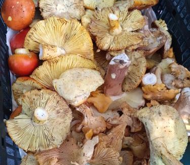 Sikyona House | Eleni Country Cottage 2