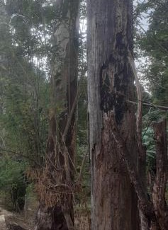 Ella Apartment | Ella Tiny house