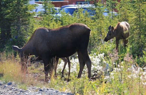 Kenai RV Rental | Enjoy Alaska RV Style full hookup site, RV not included