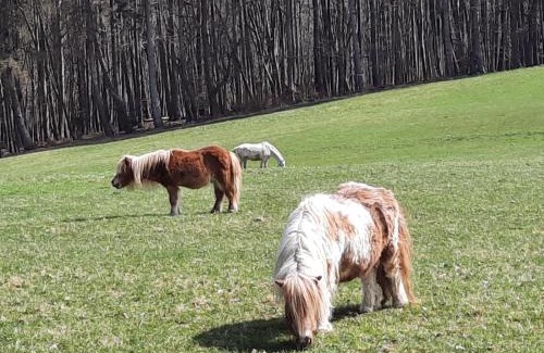 Tullnerbach House | Erholungsheim im Wienerwald