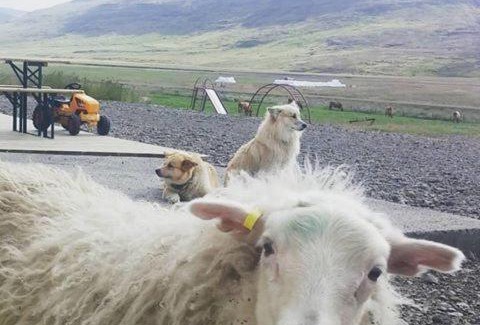 Budardalur House | Erpsstadir Cottage