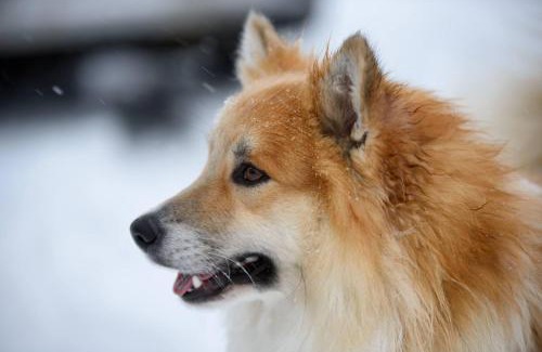 Budardalur House | Erpsstadir Cottage