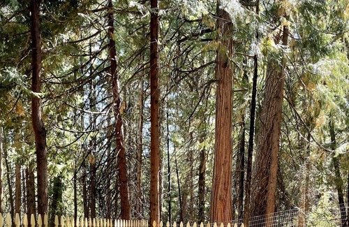 Pollock Pines House | Escape to Nature! Charming Tranquil Cabin w/ Hot Tub!