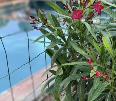 Leogeats House | Evasion enchantée, maison au cœur de la forêt