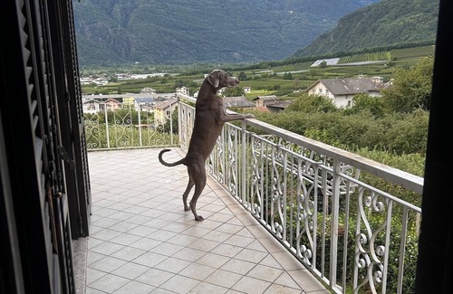 Bianzone House | Exclusive use cottage all on one floor, fenced garden. Animals welcome