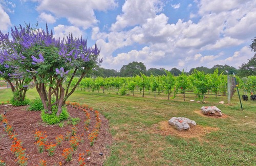 Buda House | Fall Creek Vineyards Chardonnay Room