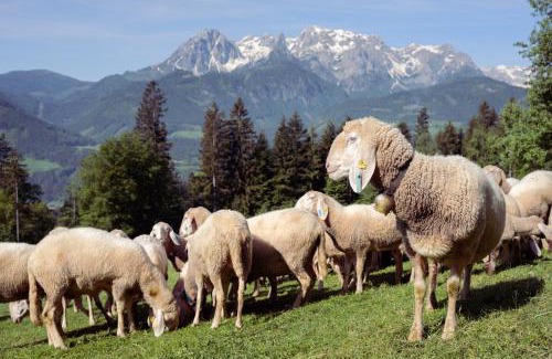 Laubichl Apartment | Familienbauernhof Samerhof
