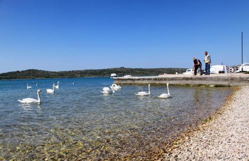 Pirovac Apartment | Family friendly apartments with a swimming pool Pirovac, Sibenik - 18998