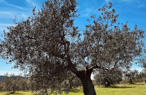 Piombino Other | Farmhouse 'Agricampeggio La Piaggia- Pendolino' with Private Terrace & Wi-Fi