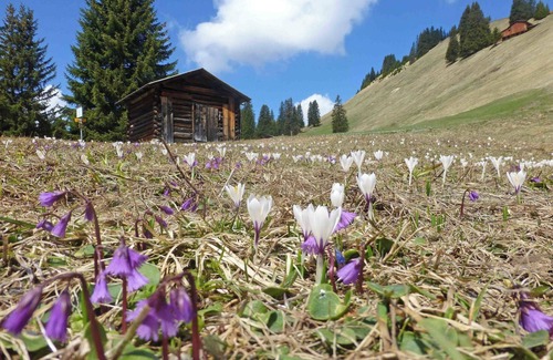 Luzein Apartment | Ferienhaus Larix by Interhome