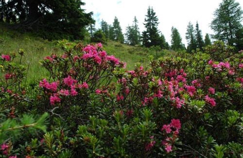 Patergassen Apartment | Ferienwohnung Althoelbling