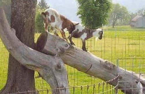 Herisau Apartment | Ferienwohnung/app. für 5 Gäste mit 40m² in Herisau