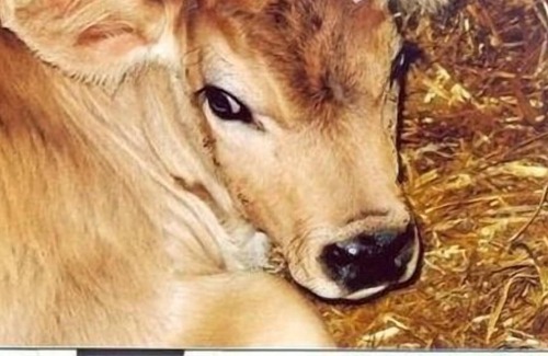 Herisau Apartment | Ferienwohnung/app. für 5 Gäste mit 40m² in Herisau