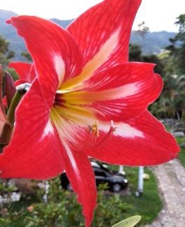 Fusagasuga Hotel | Finca Campestre Rancho Alegre
