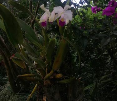 Anapoima House | Finca El Progreso