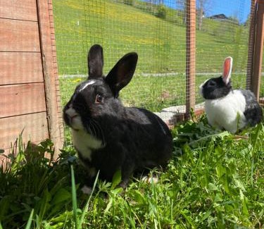 Wagrain Apartment | Finkhof Appartements