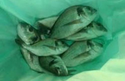 Gambia-Pontes-Alto da Guerra Hotel | Fishing resort eco nativo park