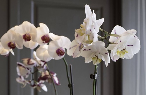 Little Italy Condo | Foodies crossroad: Mile End Plateau X Little Italy