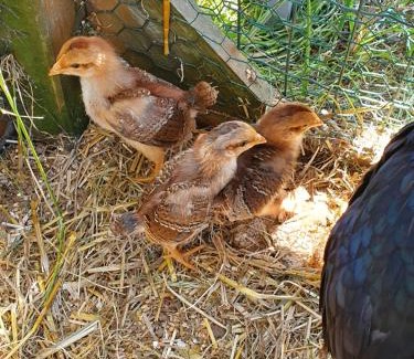 Sablonnieres Apartment | Gîte à la ferme