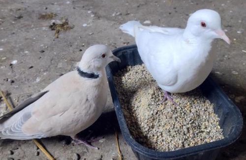 Saint-Bonnet-de-Four House | Gîte au calme avec animaux admis, Wifi, parking inclus - FR-1-489-560