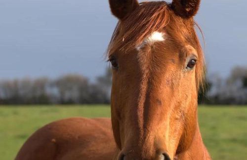 Saint-Bonnet-de-Four House | Gîte Authentique à la Ferme avec Wifi et Animaux Admis - FR-1-489-561