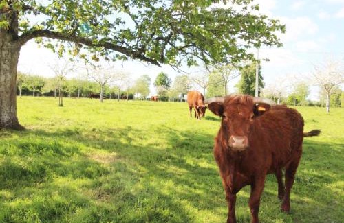 Champosoult House | Gîte spacieux à la ferme avec jardin, WIFI et animaux acceptés - FR-1-497-27