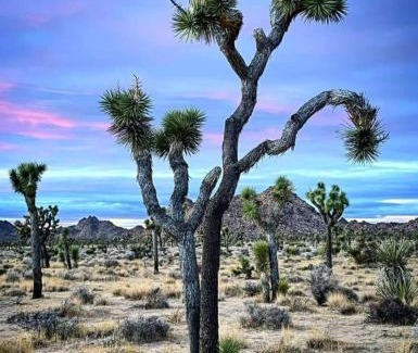 Joshua Tree House | Golden Hour Hideaway Tranquil Desert Retreat Near Joshua Tree