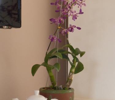 East Ham Tien Beach Resort | Grace Boutique Resort